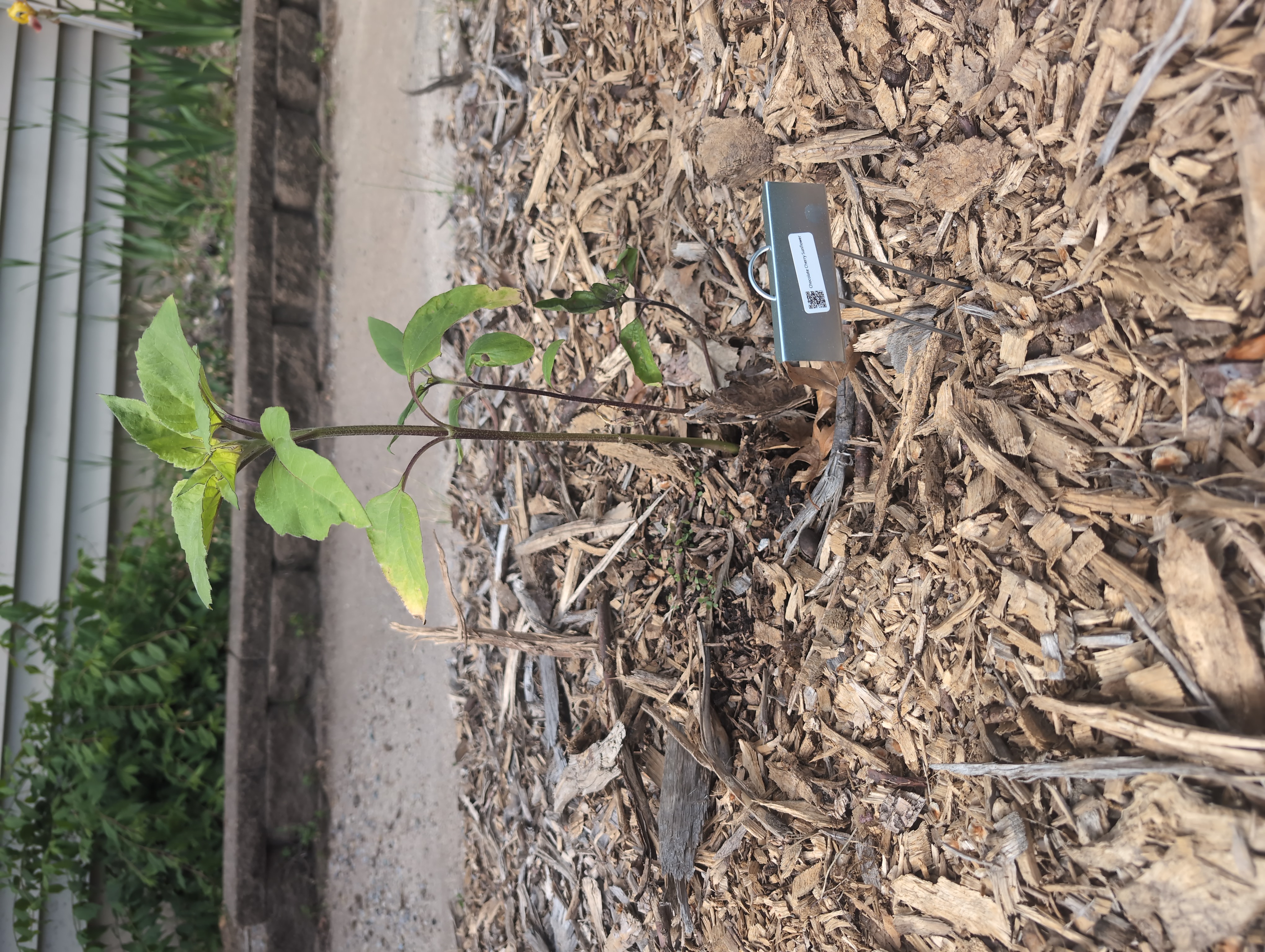 Sunflower with QR Label